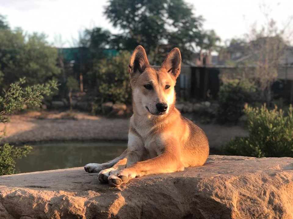 Adopt Dingo Den Rescue