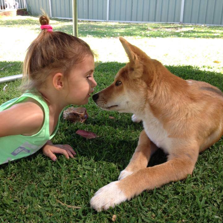 Dingo? Bingo! How you can help dingo research from your home