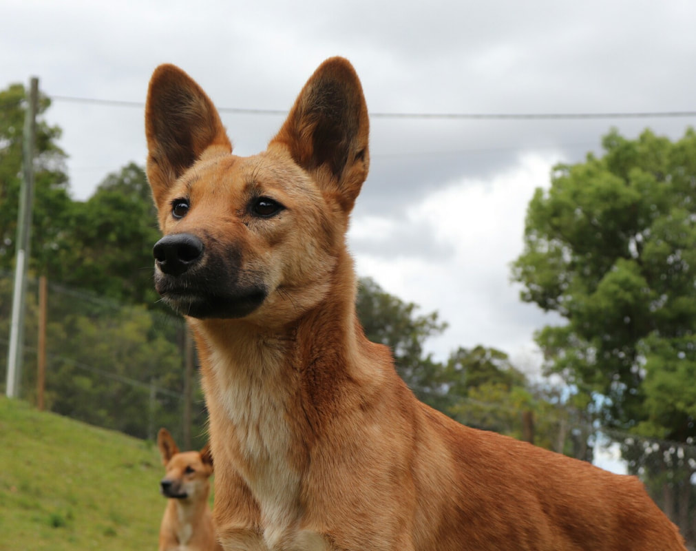 dingo dog breed
